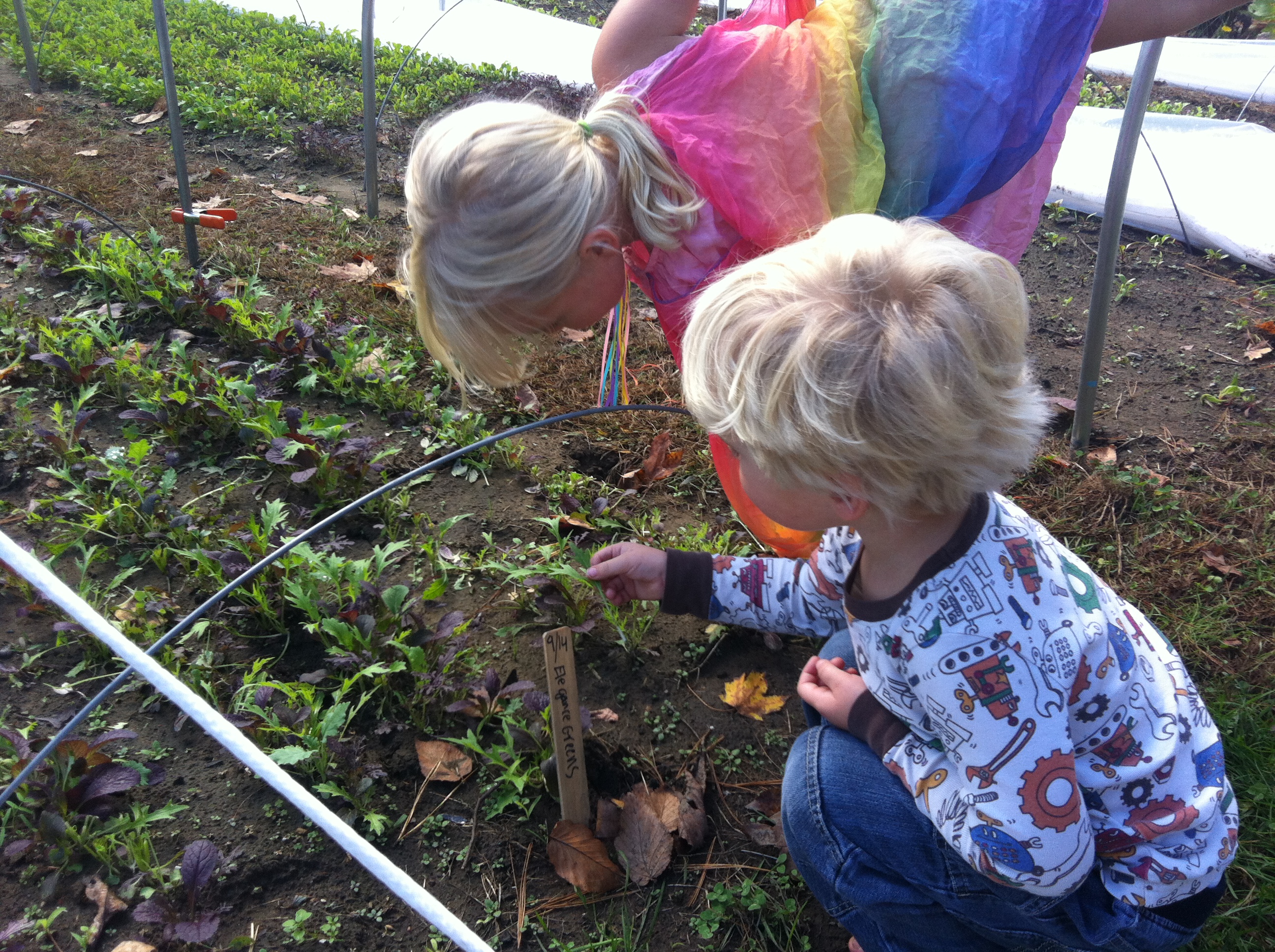 Gardening Workshop « Sweet Roots Gardens