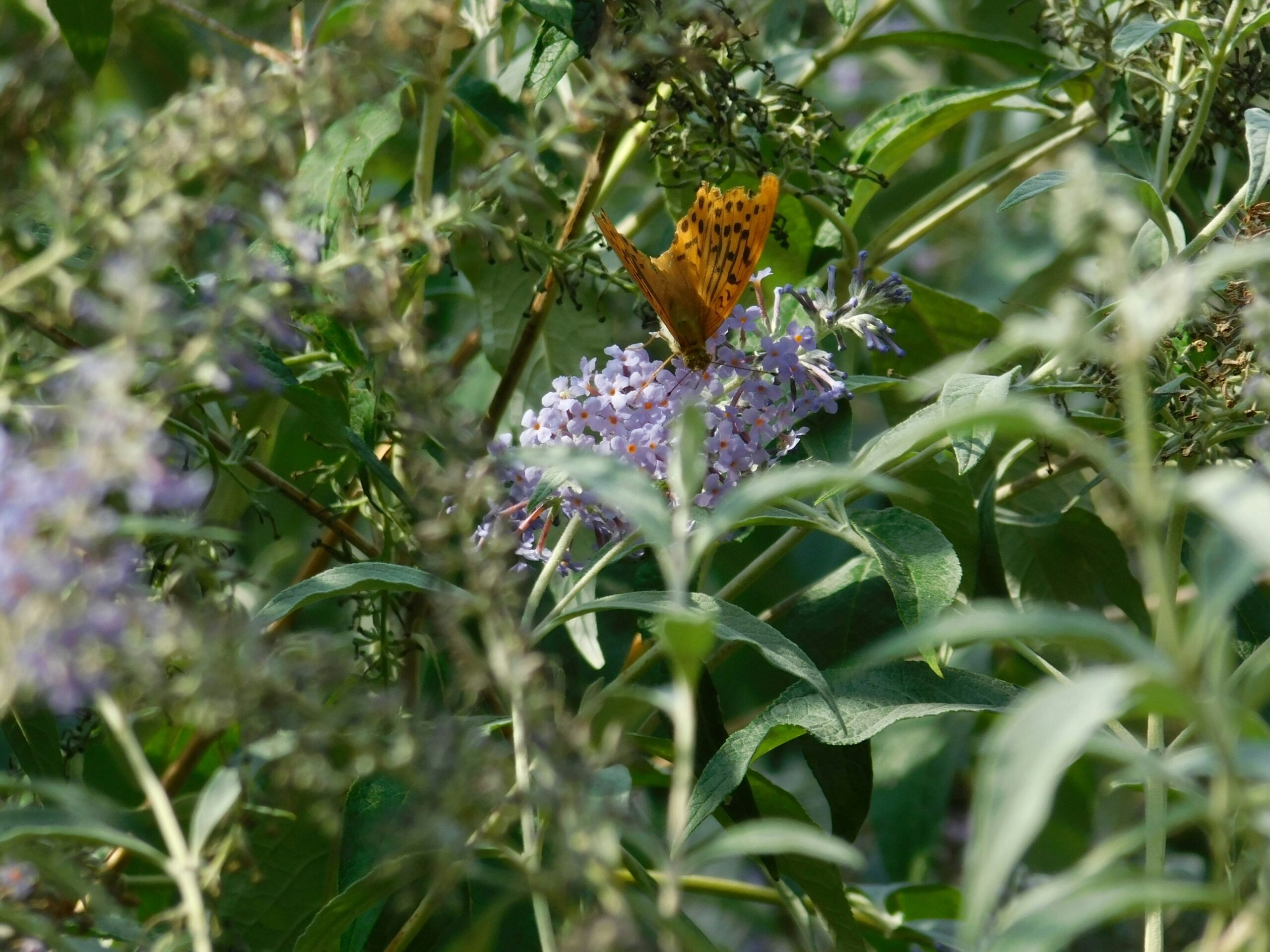 Plant walk with Tom Matherly of Hawks Eye Permaculture